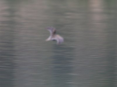 Wilson's Snipe