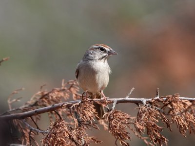 Rufous-crowned Sparrow