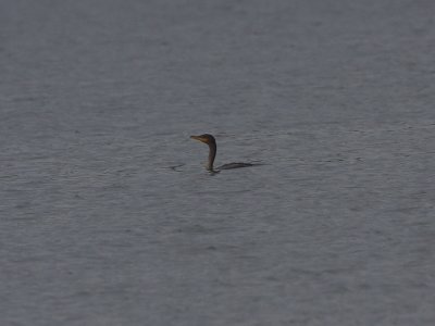 Double-crested Cormorant