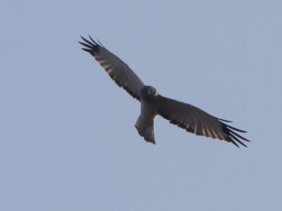 Northern Harrier