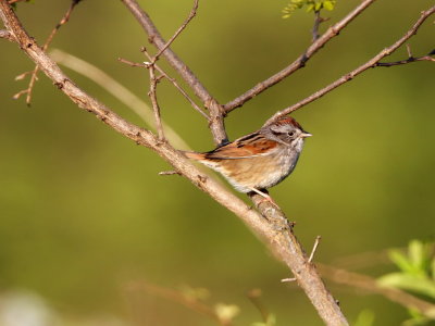 Swamp Sparrow