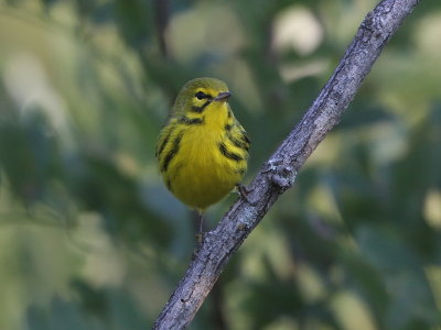 Prairie Warbler