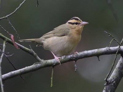 Worm-eating Warbler