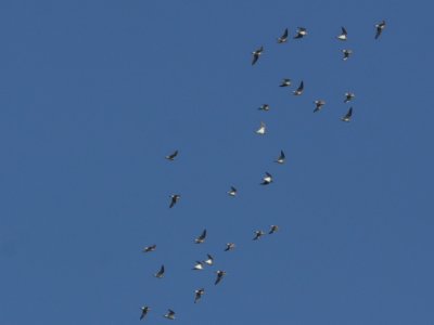 Pectoral Sandpiper