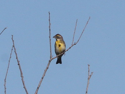 Dickcissel