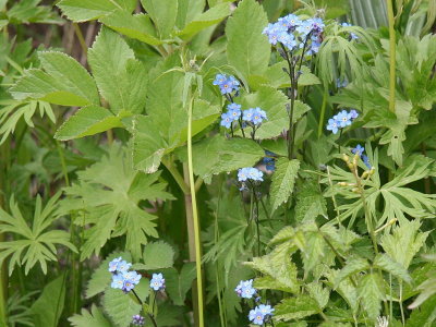 Alpine Forget-Me-Nots