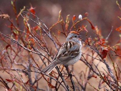 American Tree-Sparrow