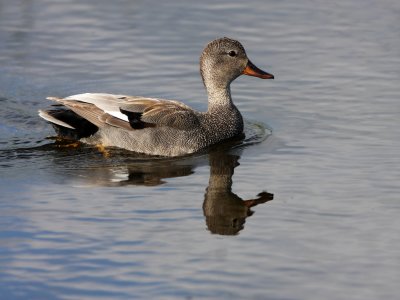 Gadwall