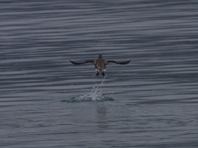 Kittlitz's Murrelet