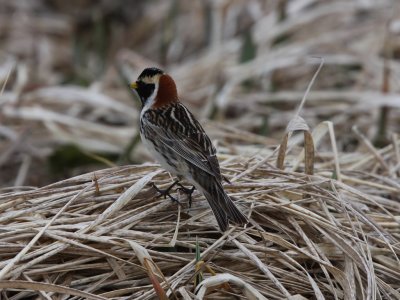 Lapland Longspur