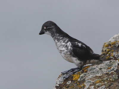 Least Auklet