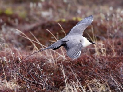 Long-tailed Jaeger