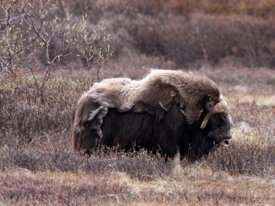 Muskox