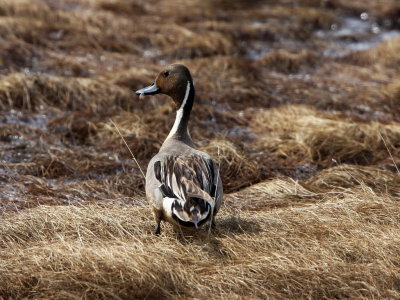 Northern Pintail