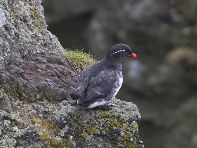 Parakeet Auklet