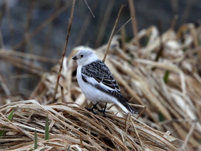 Snow Bunting