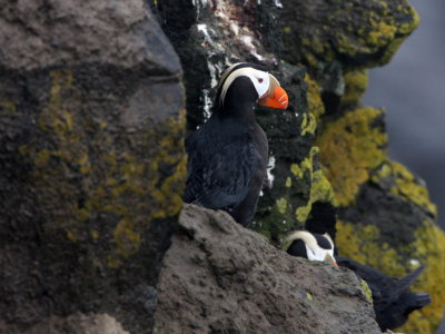 Tufted Puffin