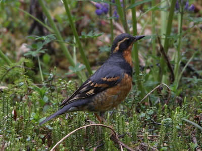 Varied Thrush