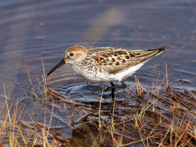 Western Sandpiper