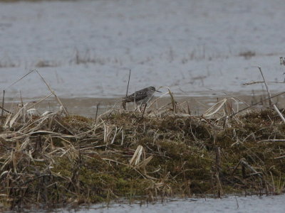 Wood Sandpiper