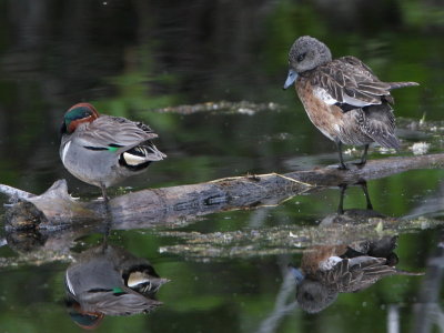 Teal and Widgeon