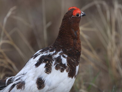 Willow Ptarmigan