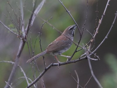 Five-striped Sparrow
