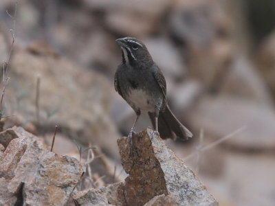 Five-striped Sparrow