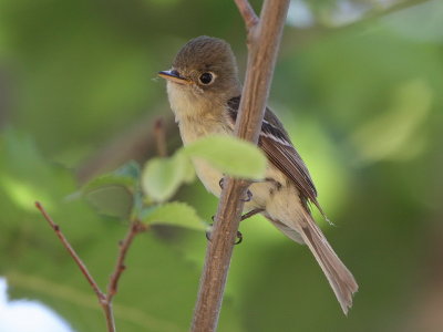 Pacific-slope Flycatcher