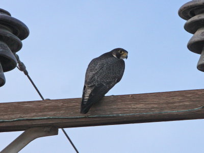 Peregrine Falcon