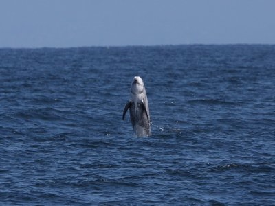 Risso's Dolphin