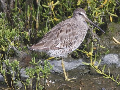 Short-billed Dowitcher