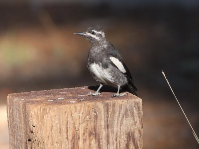 Williamson's Sapsucker