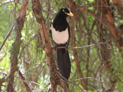 Yellow-billed Magpie