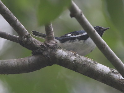 Black-throated Blue Warbler