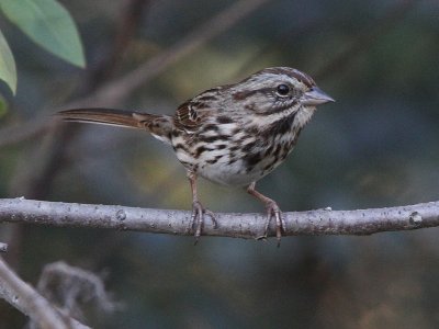 Song Sparrow