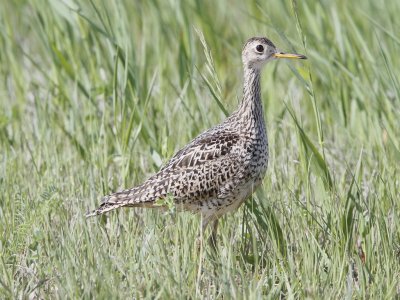 Upland Sandpiper