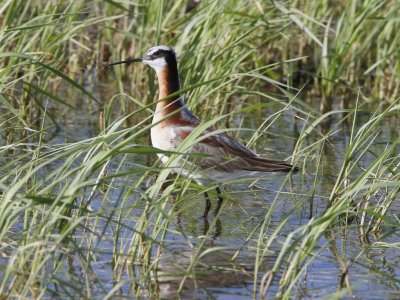 Wilson's Phalarope