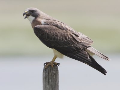 Swainson's Hawk