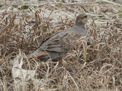 Gray Partridge