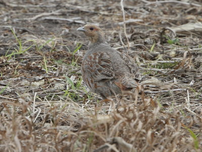 Gray Partridge