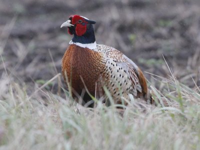 Ring-necked Pheasant