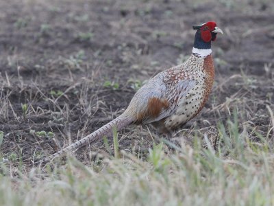 Ring-necked Pheasant