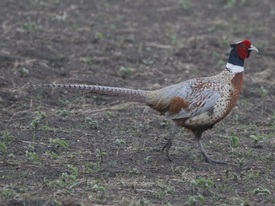 Ring-necked Pheasant