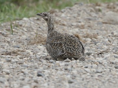 Sharp-tailed Grouse