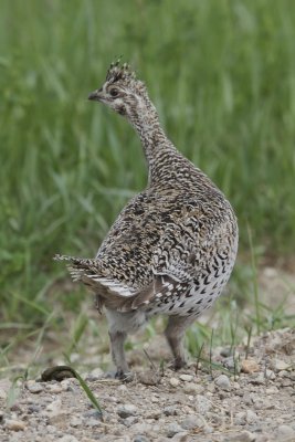 Sharp-tailed Grouse