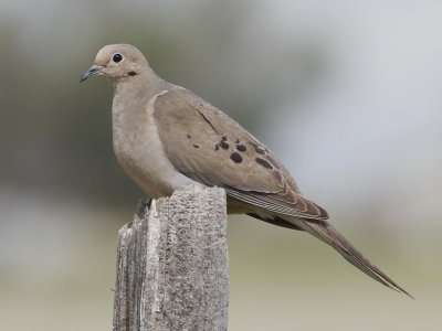 Mourning Dove