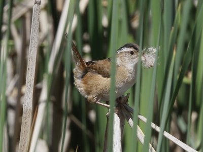 Marsh Wren