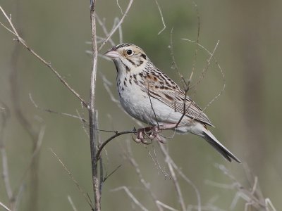 Baird's Sparrow