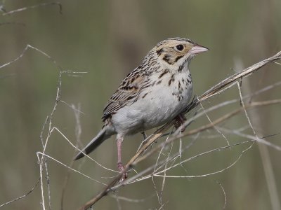 Baird's Sparrow